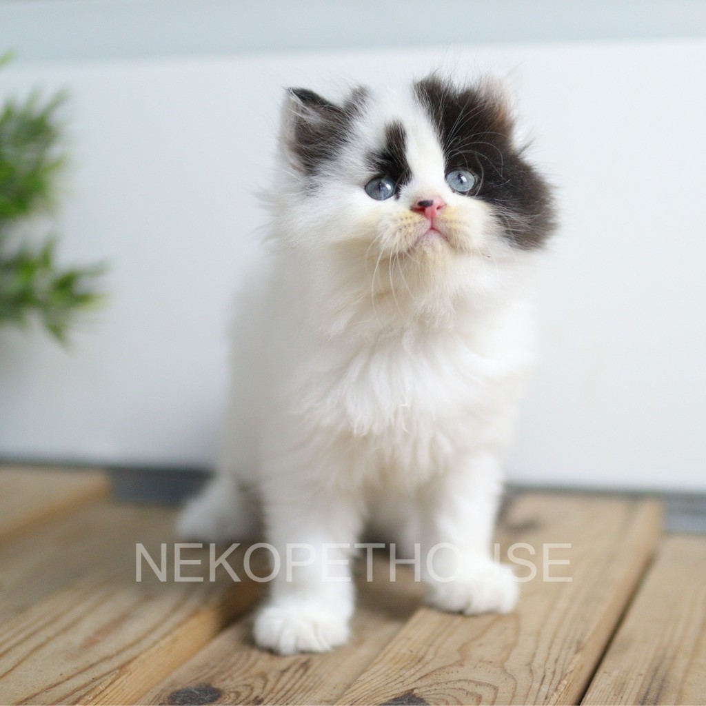 Kucing Cat Kitten Persia Medium 2.5 bulan