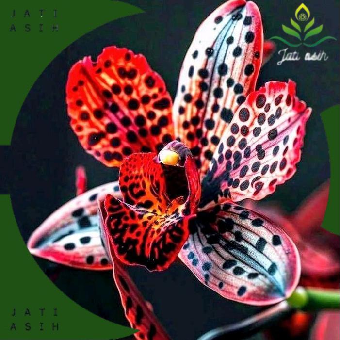 Tanaman Hias Anggrek Dendrobium Red White Siap Berbunga dalam Pot Plastik