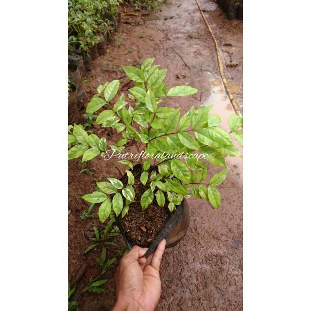 Tanaman Hias Anting Putri - Bibit Tanaman Anting Putri - Pohon Anting Putri