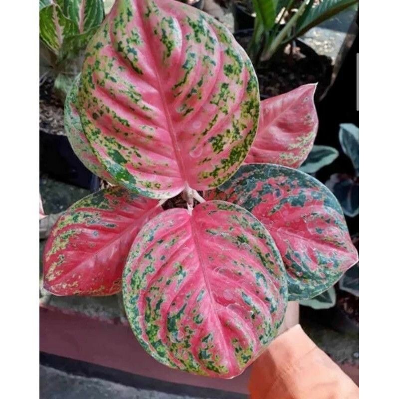 Anakan Aglonema Wulandari Bibitanakan Aglonema Wulandari