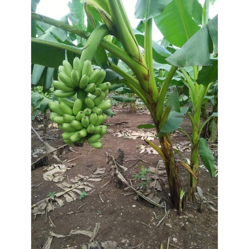 BIBIT UNGGUL , Jual Bibit Pisang Kirana Mas, Jual Bibit Pisang Mas Kirana