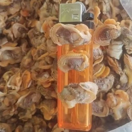 Daging Kerang Bulu Segar Kerang Bulu Kupas Kerang Laut Hasil Laut Segar Seafood 1 Kg