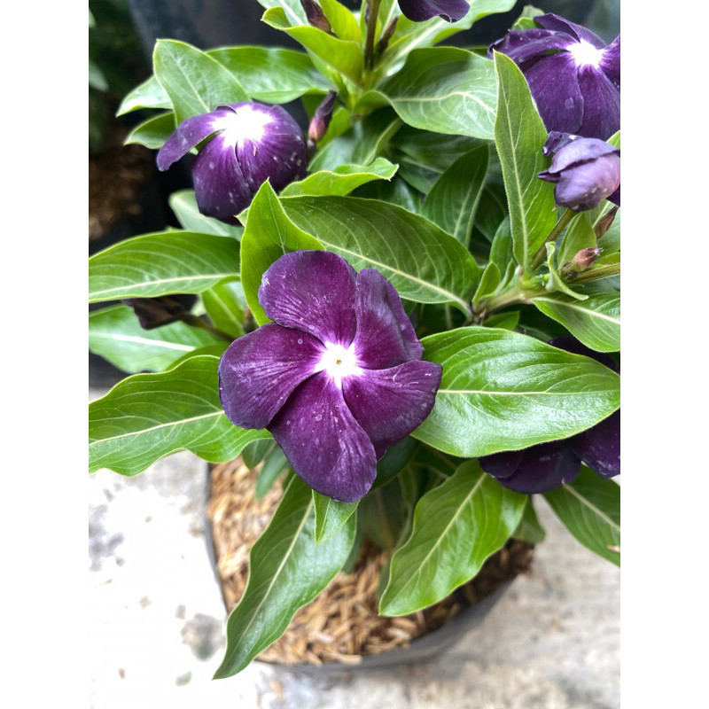 Bunga Vinca Hidup Berbagai Macam Warna - Tanaman Hias Vinca Berbunga