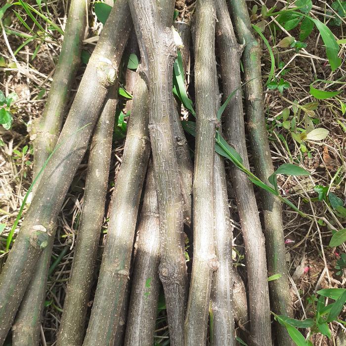 jual 10 stek batang indigofera ..