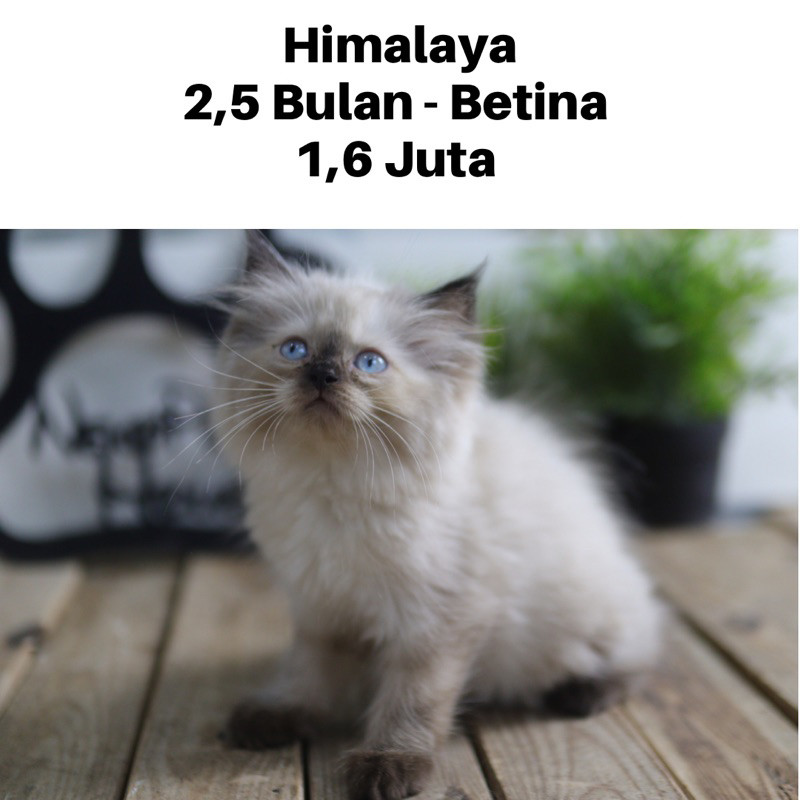Kucing Persia Kitten Medium - Flatnose Longhair Kitten 2,5 Bulan Betina - Jantan Lucu