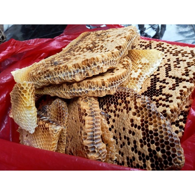 SALESarang/Larva Lebah/NyawanTERMURAH