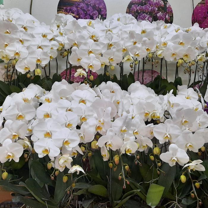 Bunga Anggrek Bulan Premium 1 pohon (pot plastik/polybag) - Putih