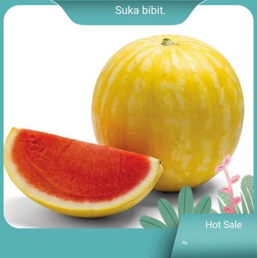 1 Benih Biji Buah Organik Semangka Golden Manis - semangka golden |suka bibit |