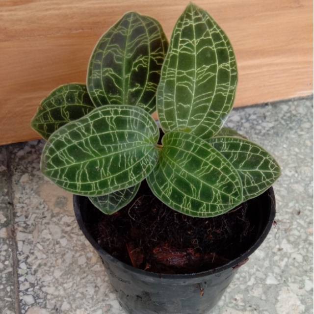 TANAMAN FULL MEDIA Jewel Orchid Ludisia | Macodes Petola Hijau | Tanaman Hias Indoor Terarium -Anggr