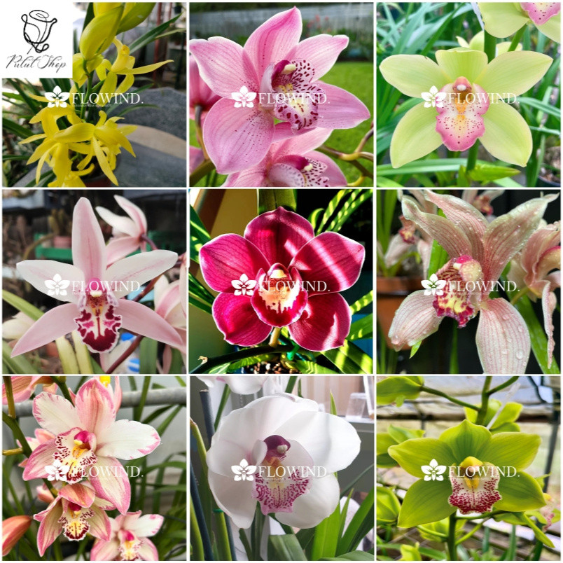 Bunga Anggrek Cymbidium aussie dewasa siap berbunga anggrek tanah berbagai macam warna