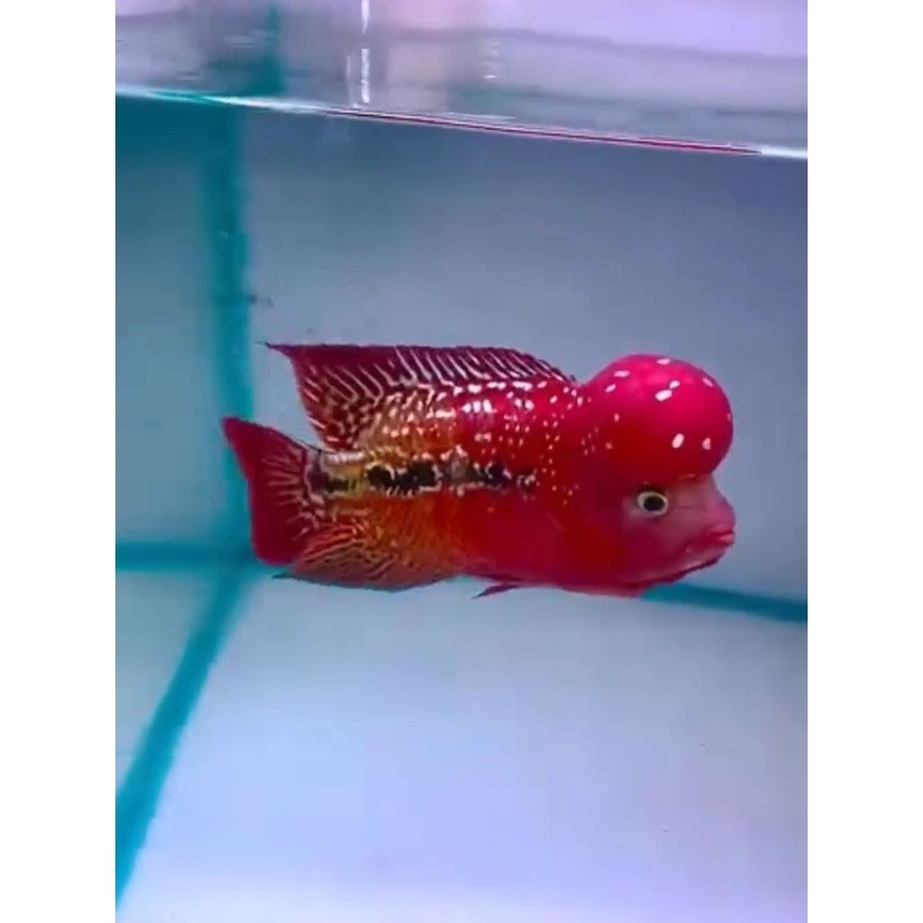 Burayak Ikan Louhan Kamfa V1P klasik Thailand Super Red 4-5 cm