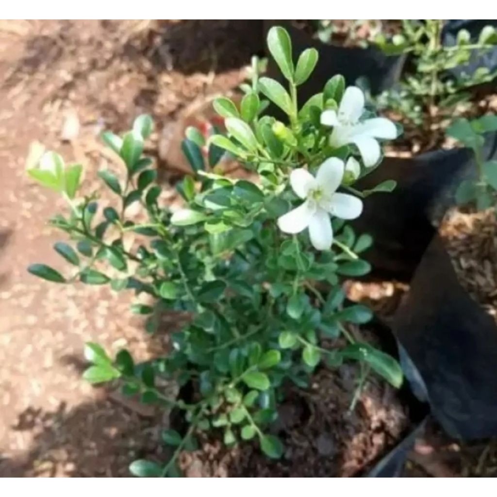 TANAMAN FULL MEDIA Tanaman Hias Bunga Kemuning Jepang - tanaman hidup - tanaman wangi - bahan bonsai