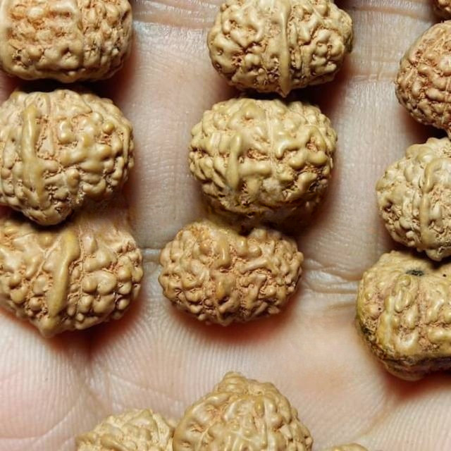 Jenitri Rudraksha Ganesha Bercula