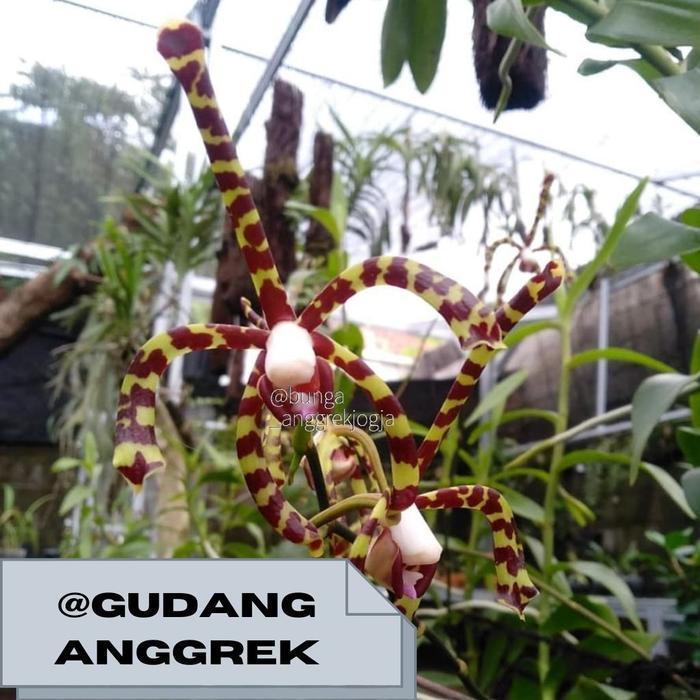 COD_ produk baru anggrek merah anggrek kalajengking anggrek tanah bunga merah (PANGPUNG ALAM)