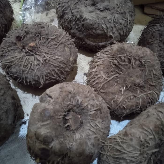 Terlaris UMBI PORANG BIBIT UMBI PRANG SUPER BESAR 1 KG