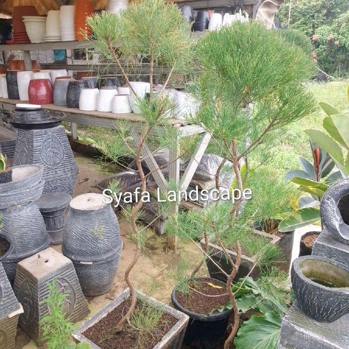 tanaman hias Cemara udang inul tinggi 1,5 meter - Cemara udang saja