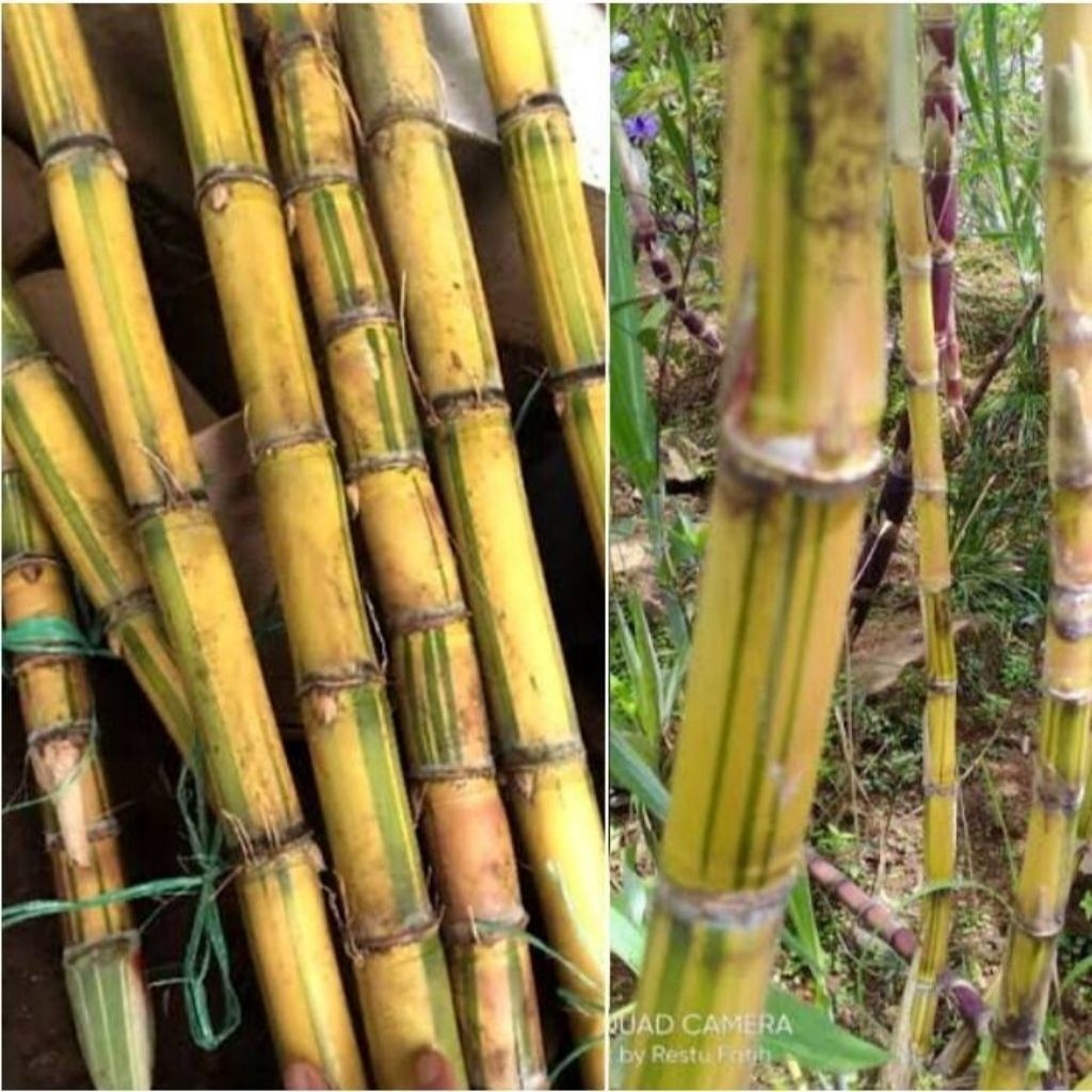 Tebu Kuning Segar - Tebu kuning Manis 1 kg