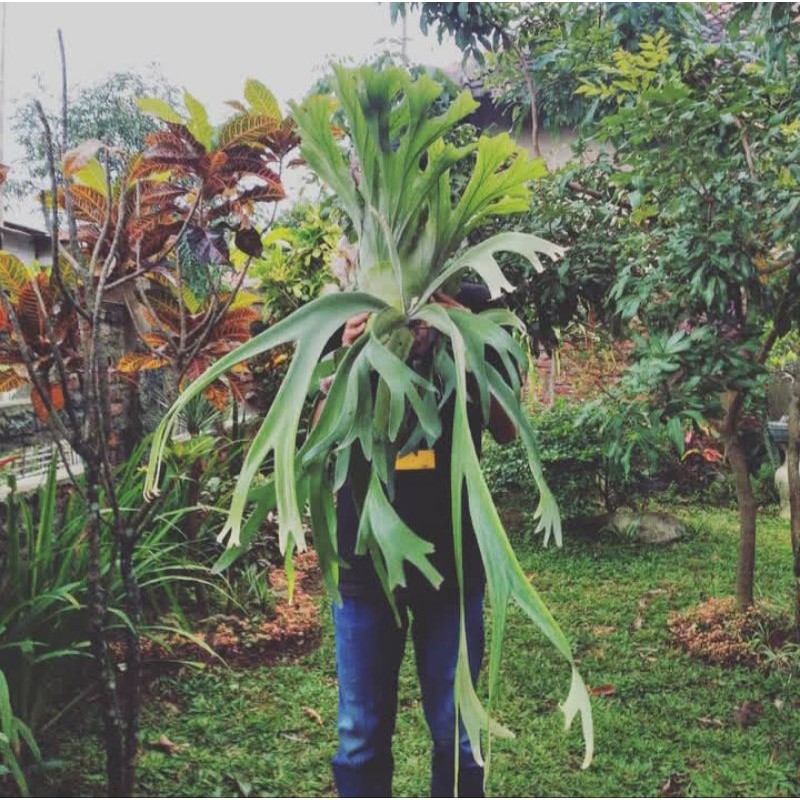ready kadaka uncal/kadaka tanduk rusa ukuran jumbo