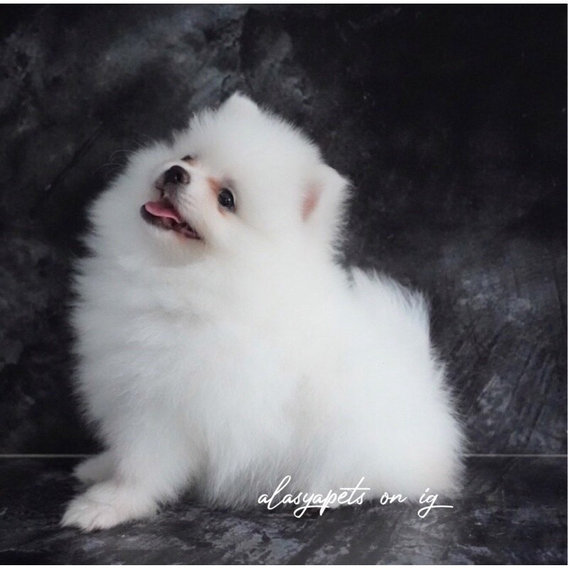 Anakan Anjing Minipom Jantan Betina Stambum