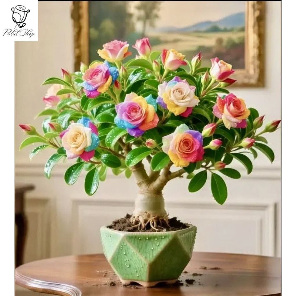 (Bisa Cod) Tanaman Hias Bibit Bunga Adenium Tumpuk Kamboja Jepang Bonsai Cabang Seribu 1 Pohon 3-5 W