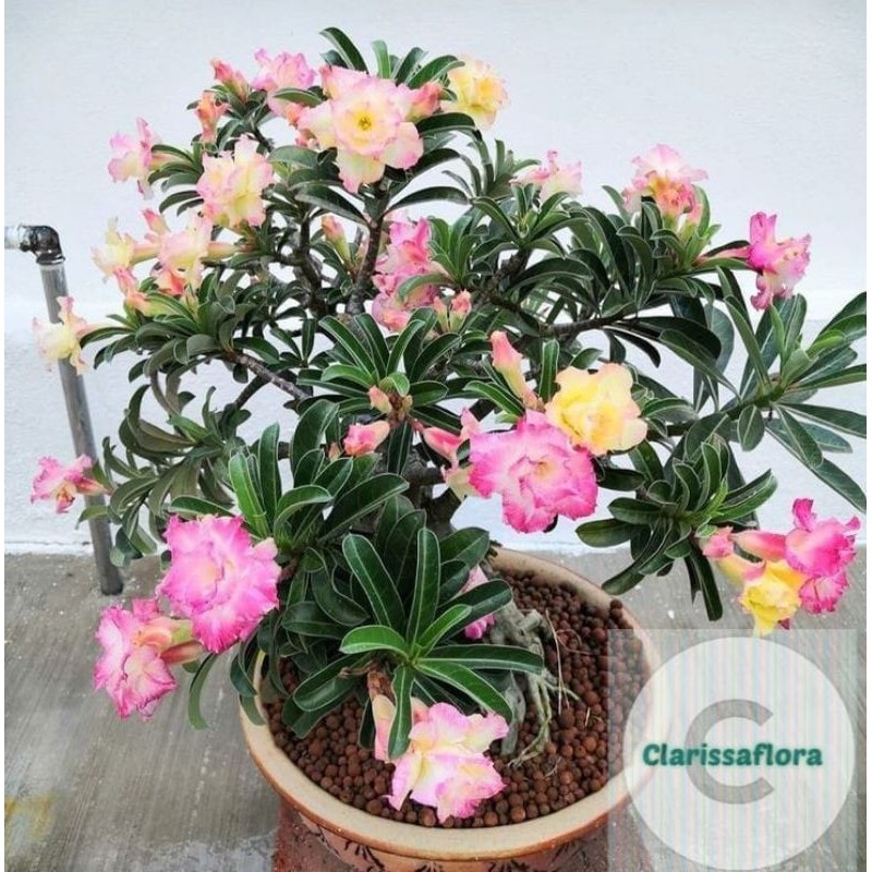 adenium super BUNGA ADENIUM TUMPUK BEUTY KOMBINASI / TANAMAN HIAS KAMBOJA JEPANG TUMPUK / POHON ADEN