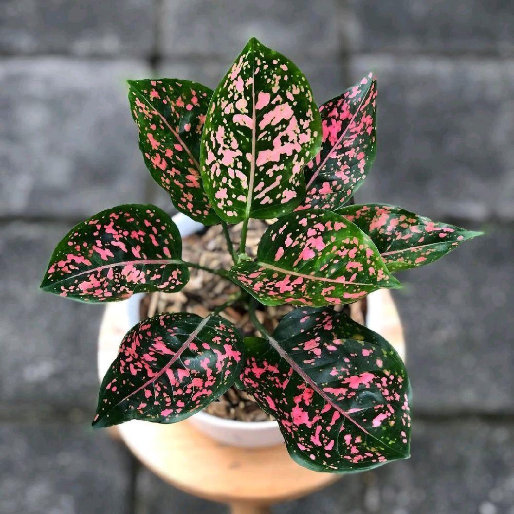 Tanaman Hias Aglonema Pink Dalmantion - Aglonema Pink Dalmation TANAMAN
