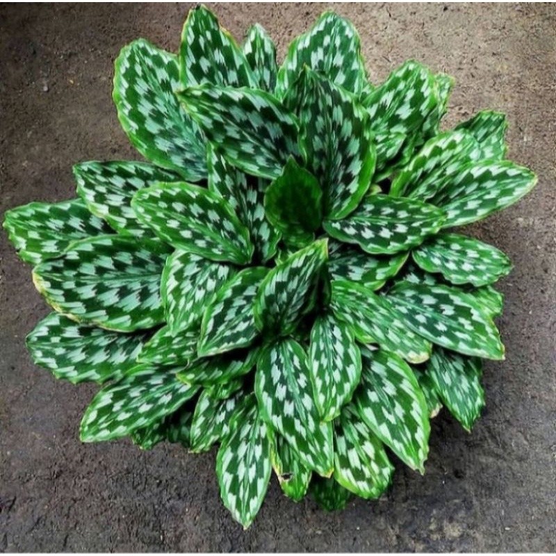 Tanaman hias calathea merak - tanaman calathea hidup - tanaman hidup//TANAMAN HIAS HIDUP/BUNGA HISUP