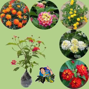 Tanaman Bunga Lantana - Bibit Tanaman Hias Lantana pastazensis - bibit Lantana hidup dan berakar