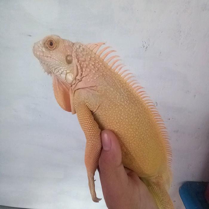 12.12 SALE Iguana Albino Jantan Sehat dan Terawat - Hewan Peliharaan dengan Penampilan Unik
