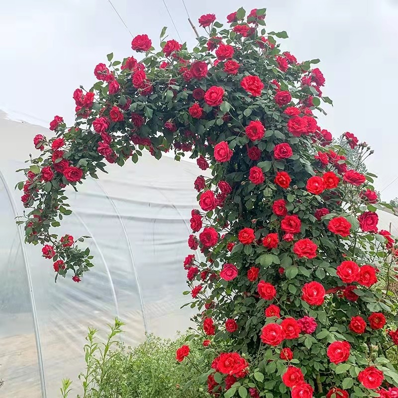 Mixed Colors Climbing Rose Seeds (50benih) MAWAR hidup benih bunga warna warni Climbing Vine Rose Fl