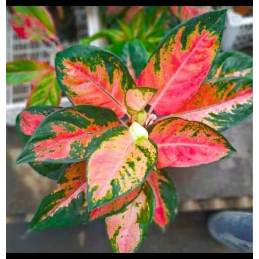 Aglonema Red Kochin Dewasa - Tanaman Hias Aglonema Red Kochin Dewasa