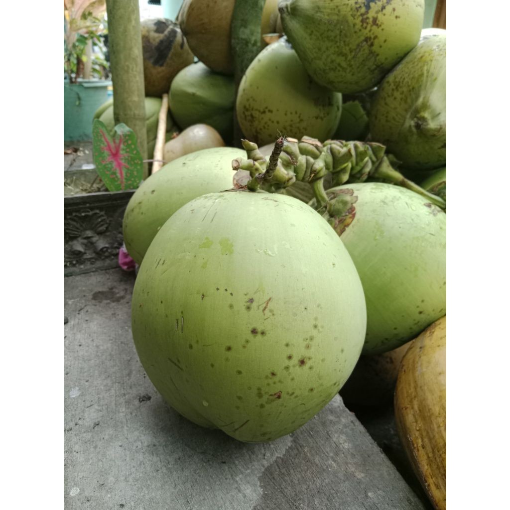 kelapa muda dawegan ijo