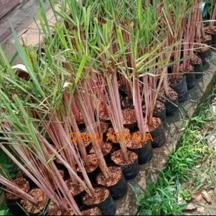 tanaman sereh wangi sereh merah 1 kg sereh wangi/sereh merah