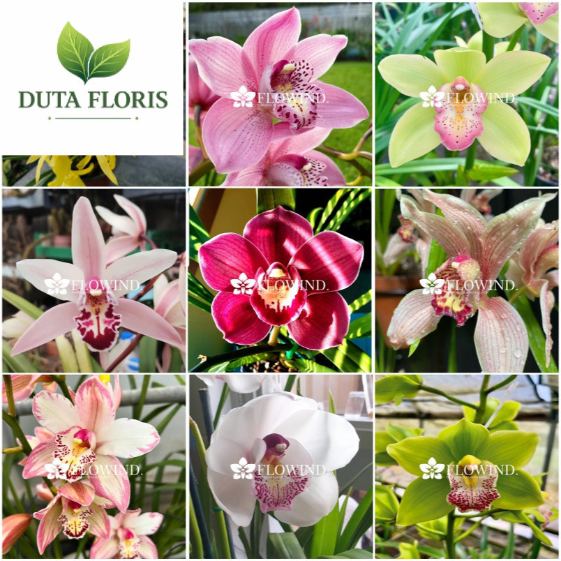 NEW Bunga Anggrek Cymbidium aussie dewasa siap berbunga anggrek tanah berbagai macam warna