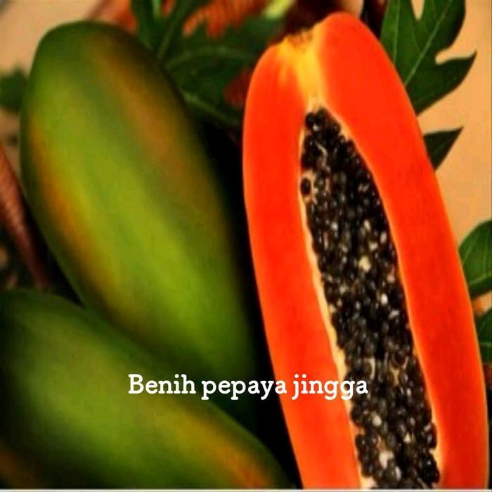 TERMURAHHH BENIH PEPAYA JINGGA 20 BIJI KUALITAS SUPER UNGGULAN