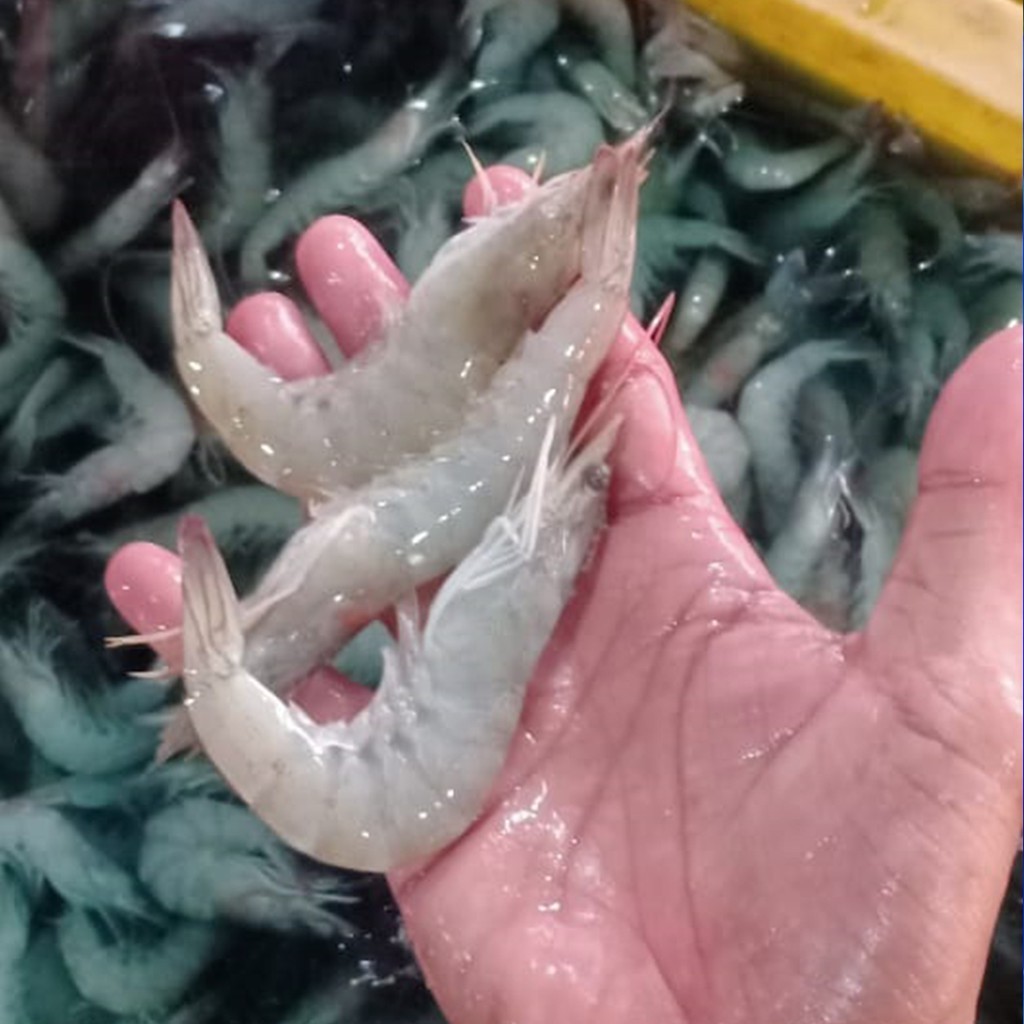 Udang Segar Udang Vaname Seafood Hasil Laut Segar 1 Kg