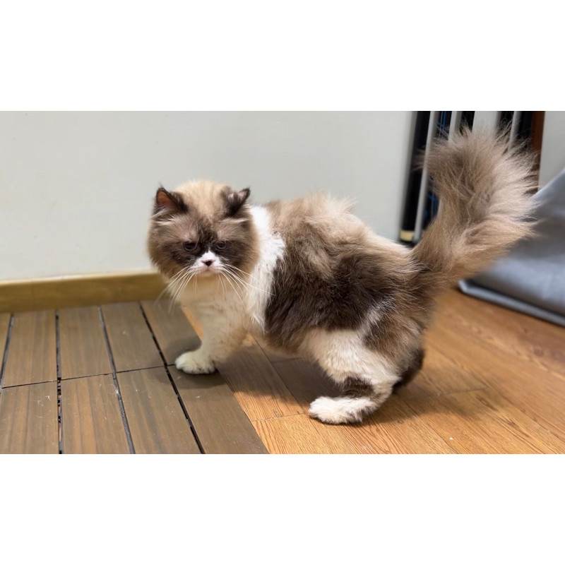 kucing ragdoll jantan