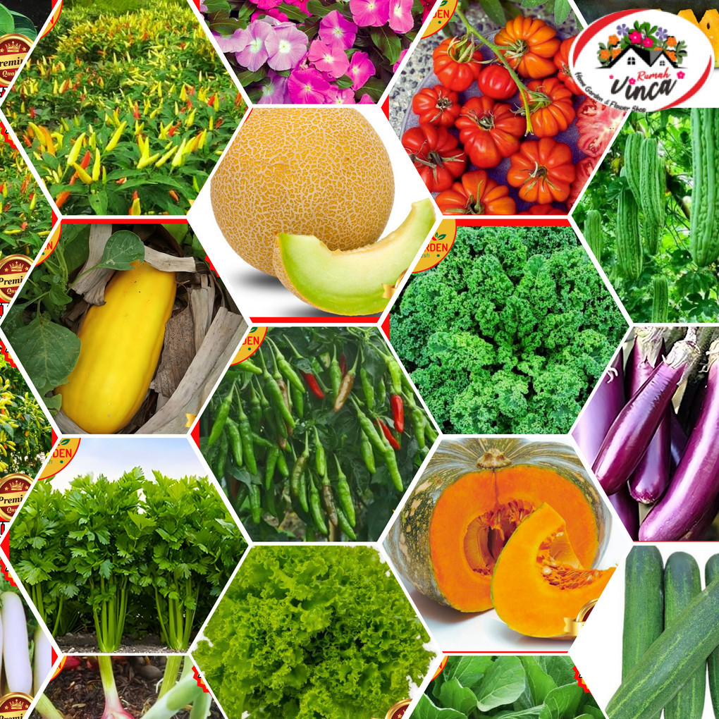 Benih Bibit Sayur Tomat Cabe Sawi Melon Wortel Labu Timun Kacang Panjang Tomat Semangka Selada Bunga
