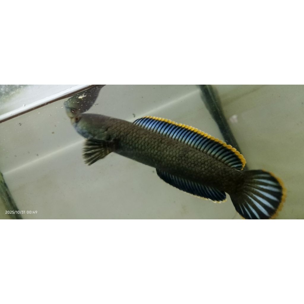 Limbata Ikan Canna Slayer Jumbo 14-17cm