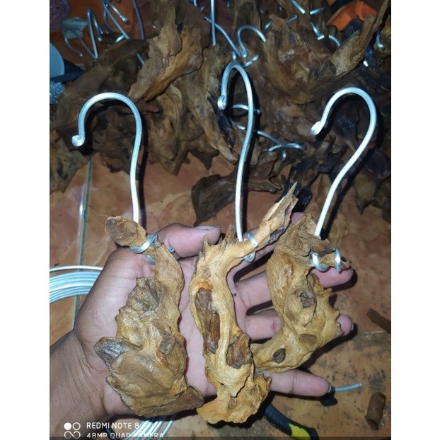 promo media anggrek kayu jati Raja Bonggol