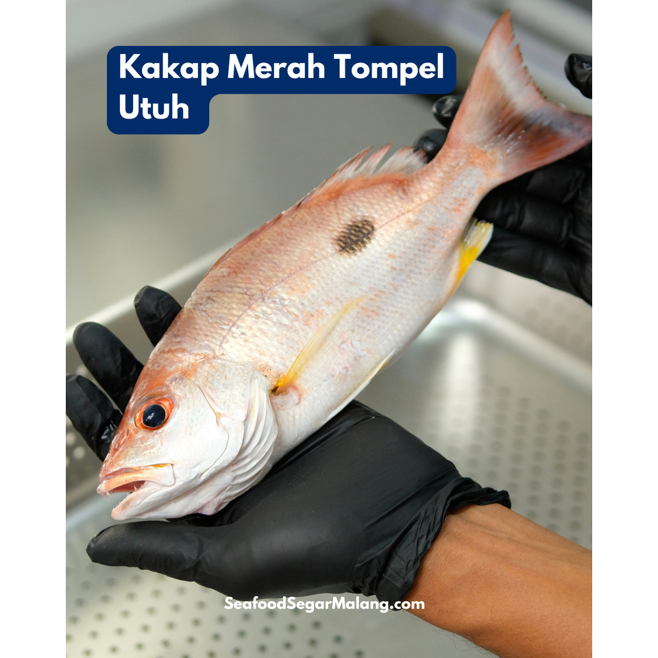 Kakap Merah Tompel Utuh ( Sudah Dibersihkan )