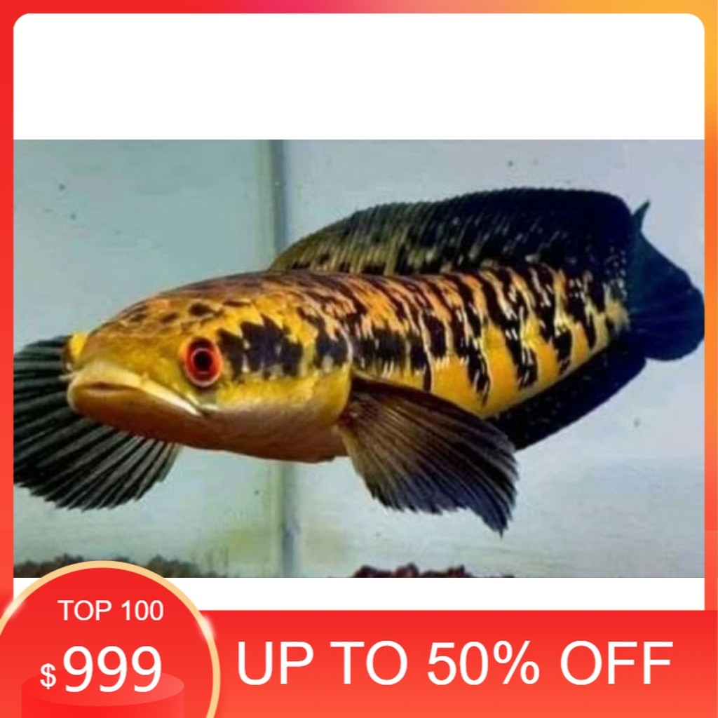 YELLOW SENTARUM 11-12CM WARNA CERAH & AGRESIF