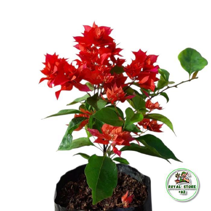 Tanaman Hias Bougenville Bunga Kertas Red Foxtail - Benih Bibit Pohon Bunga Bougenvile - Hiasan Tama