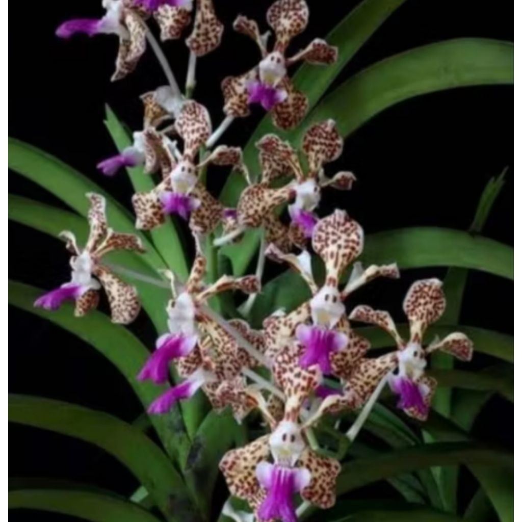 Baru Anggrek Vanda Tricolor Super Jumbo