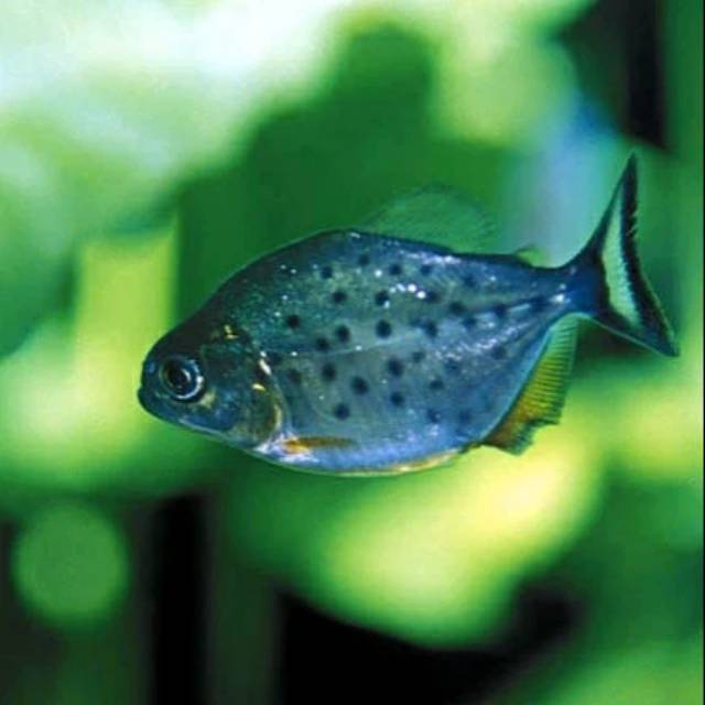 Red bellied piranha RBP ISI 5 ukuran 4-5 cm