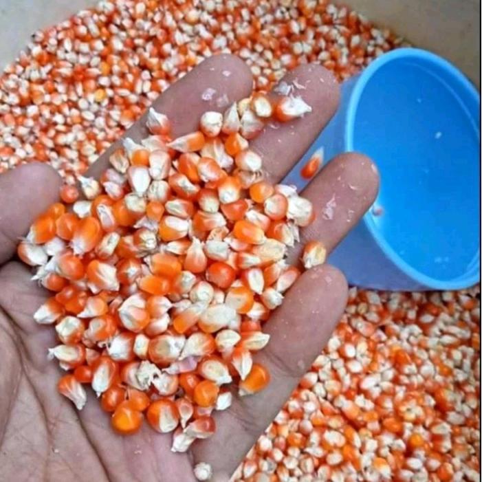 Jagung Mentah Kering 1 kg Pakan Burung Merpati Ayam - 2 kg