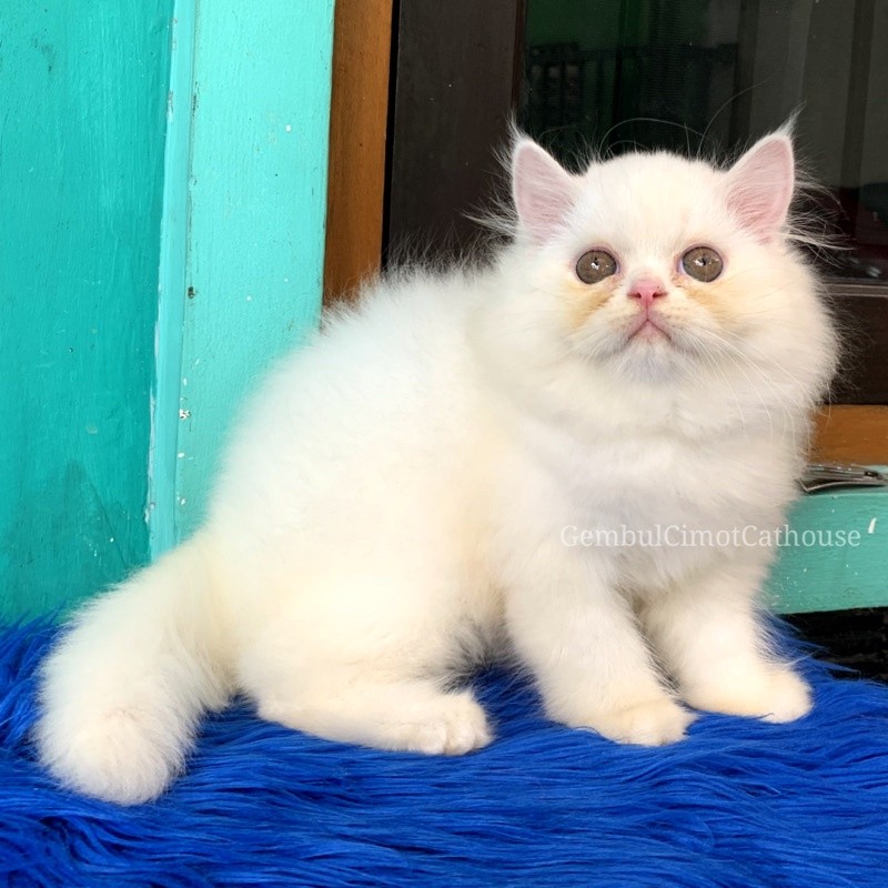 Kucing Flatnose Kitten Bigbone Super Gemoy