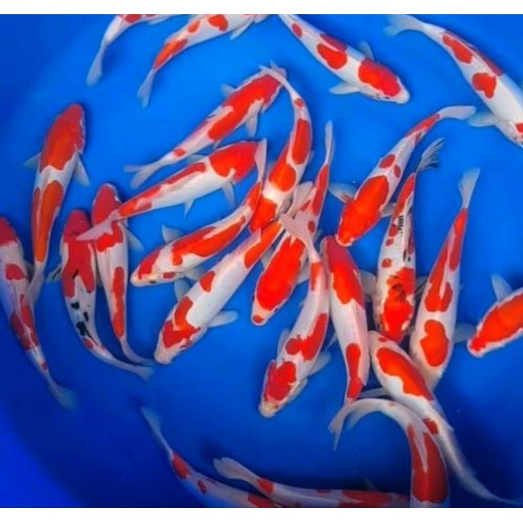 koi kohaku showa warna10-14 cm ikan hias kolam aquarium aquatic air tawar