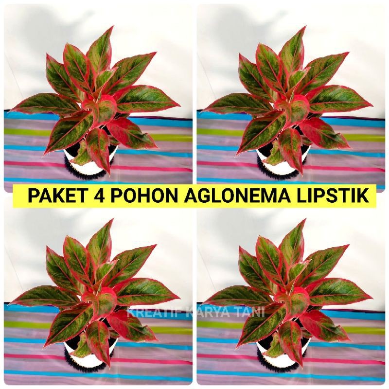 Pohon Paket 4 Tanaman Aglonema Lipstik - Bibit Aglonema Lipstik Remaja