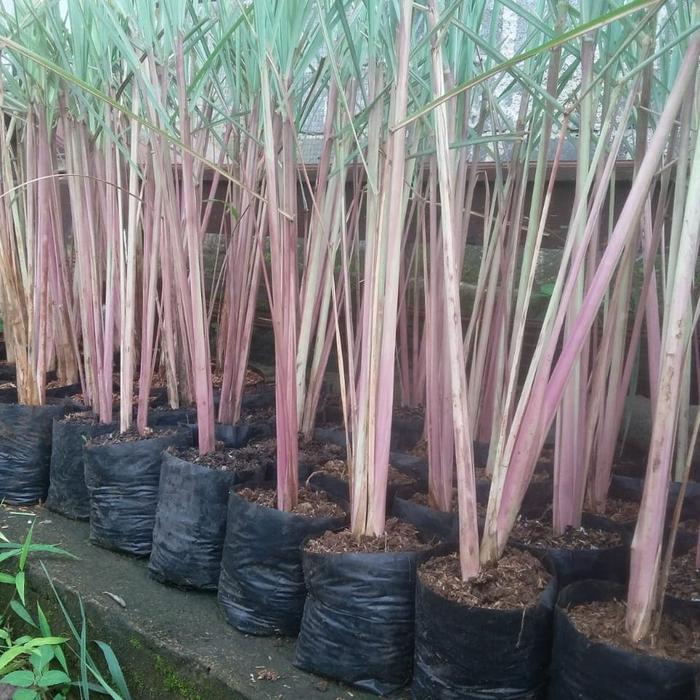 sereh Merah wangi 1 kg sereh wangi/sereh merah